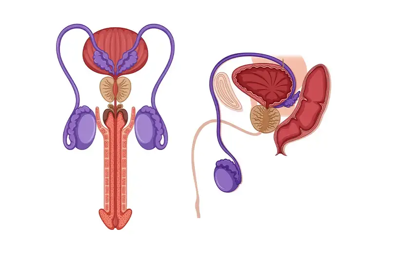 İnmemiş testis kendiliğinden geçer mi?